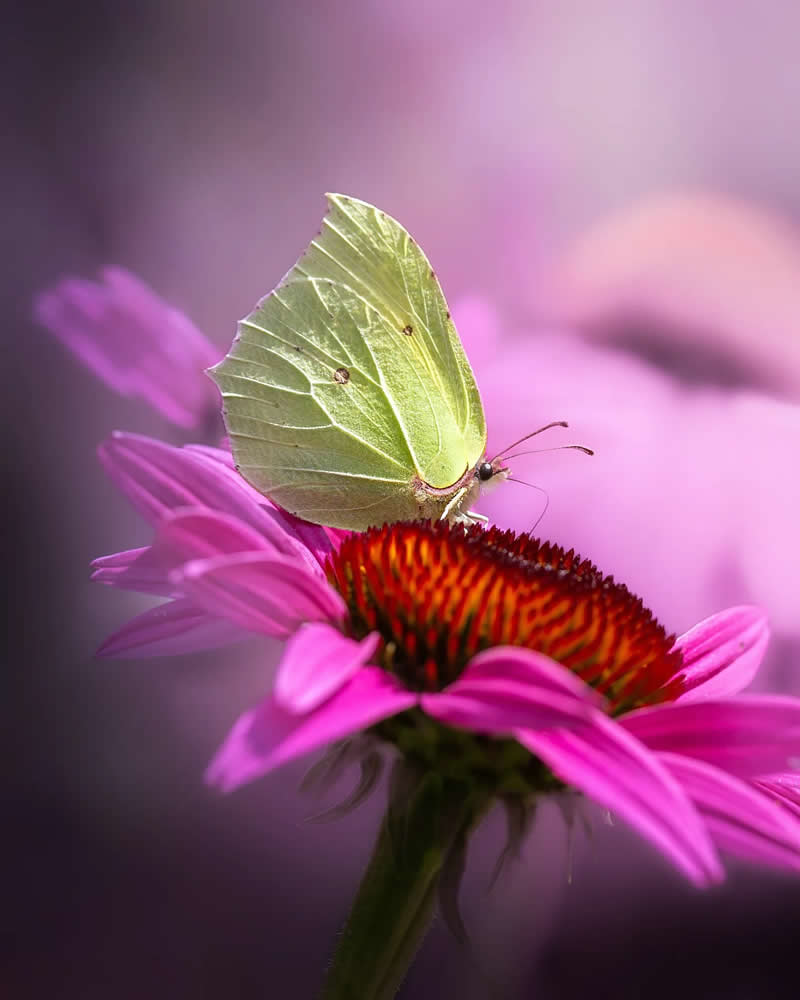 Macro Magic: 30 Ethereal Photos of Flowers and Butterflies by Andrea Duskova 54 Macro photograph of a pale green butterfly perched on a vibrant pink flower with a textured orange center, set against a soft purple blurred background with dreamy bokeh.
