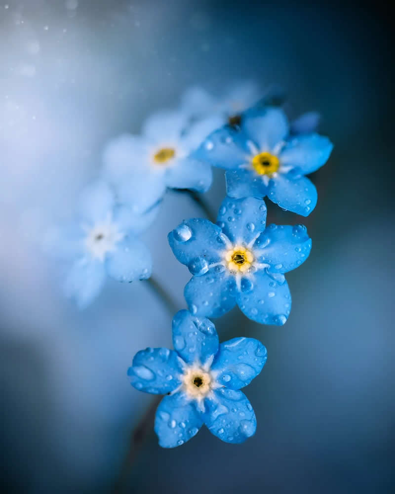 Macro Magic: 30 Ethereal Photos of Flowers and Butterflies by Andrea Duskova 55 Macro photograph of delicate blue flowers with yellow centers covered in water droplets, softly lit against a smooth, blurred background with cool tones and dreamy bokeh.
