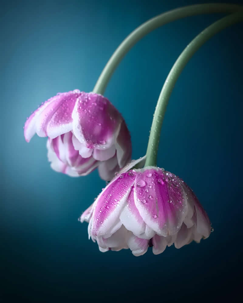 Macro Magic: 30 Ethereal Photos of Flowers and Butterflies by Andrea Duskova 56 Macro photograph of two delicate pink bell-shaped flowers covered in water droplets, gently arching on slender stems against a smooth blue blurred background with soft lighting.