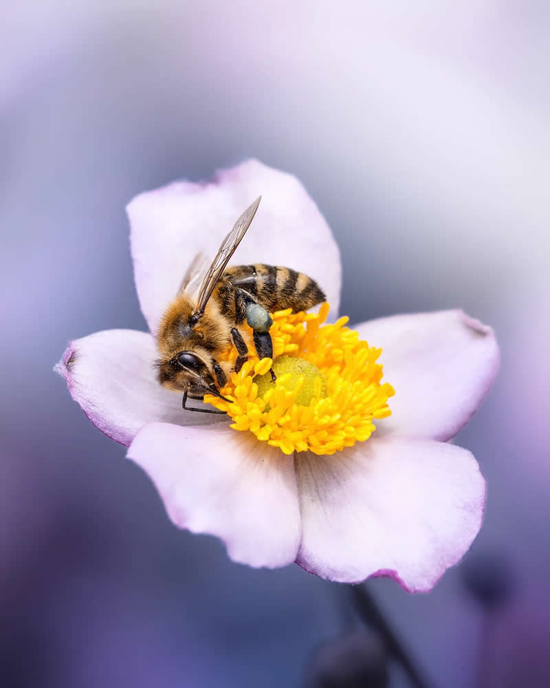 Macro Magic: 30 Ethereal Photos of Flowers and Butterflies by Andrea Duskova 57 Macro photograph of a honeybee collecting nectar from the bright yellow center of a soft white flower, set against a smooth purple blurred background with gentle bokeh.