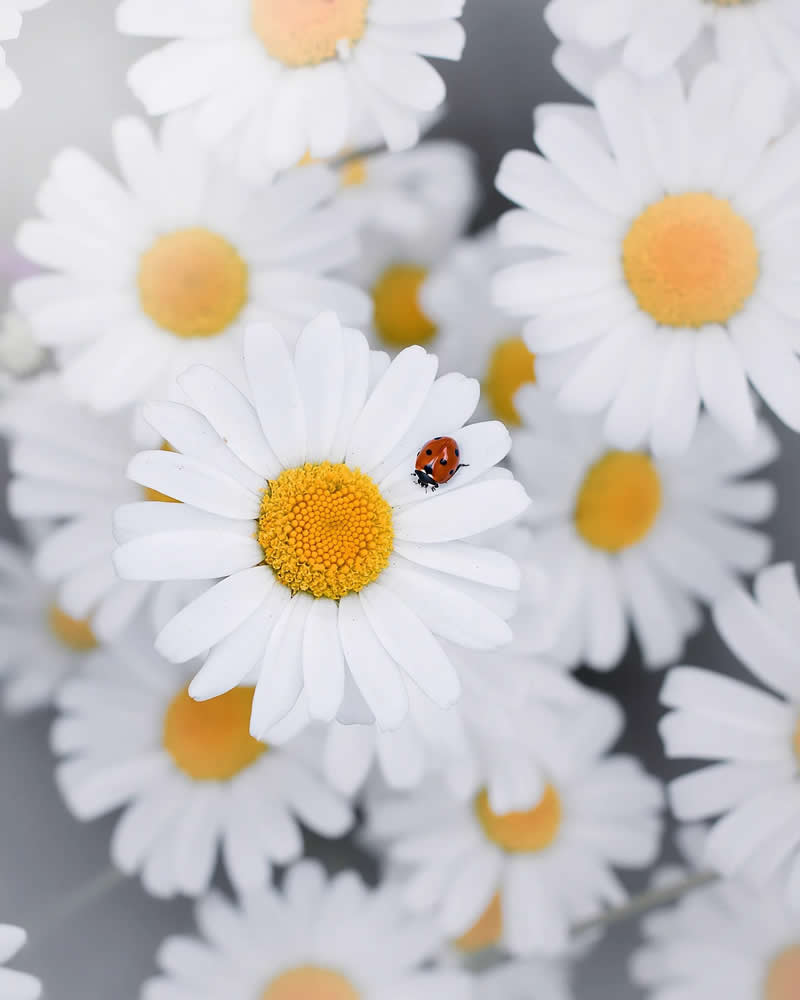 Macro Magic: 30 Ethereal Photos of Flowers and Butterflies by Andrea Duskova 58 Macro photograph of a small red ladybug resting on a white daisy with a yellow center, surrounded by softly blurred daisies creating a clean, dreamy background.