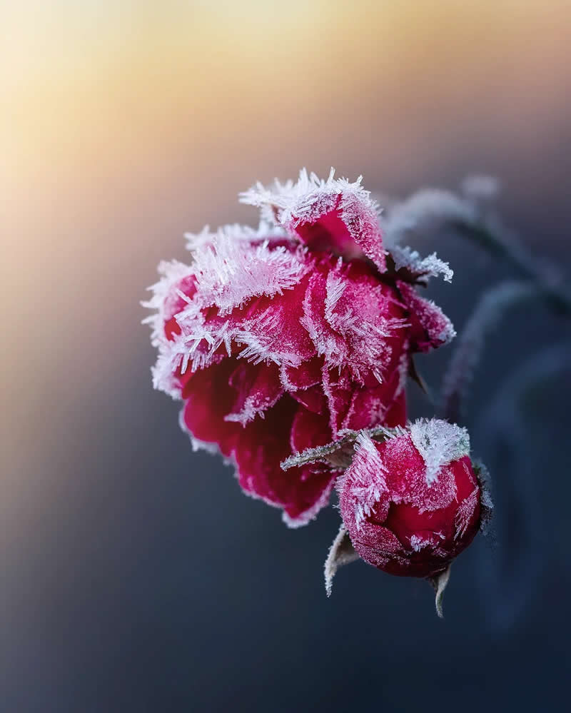 Macro Magic: 30 Ethereal Photos of Flowers and Butterflies by Andrea Duskova 59 Macro photograph of a deep red flower and bud covered in delicate frost crystals, softly illuminated by warm light against a cool, blurred background with a dreamy atmosphere.