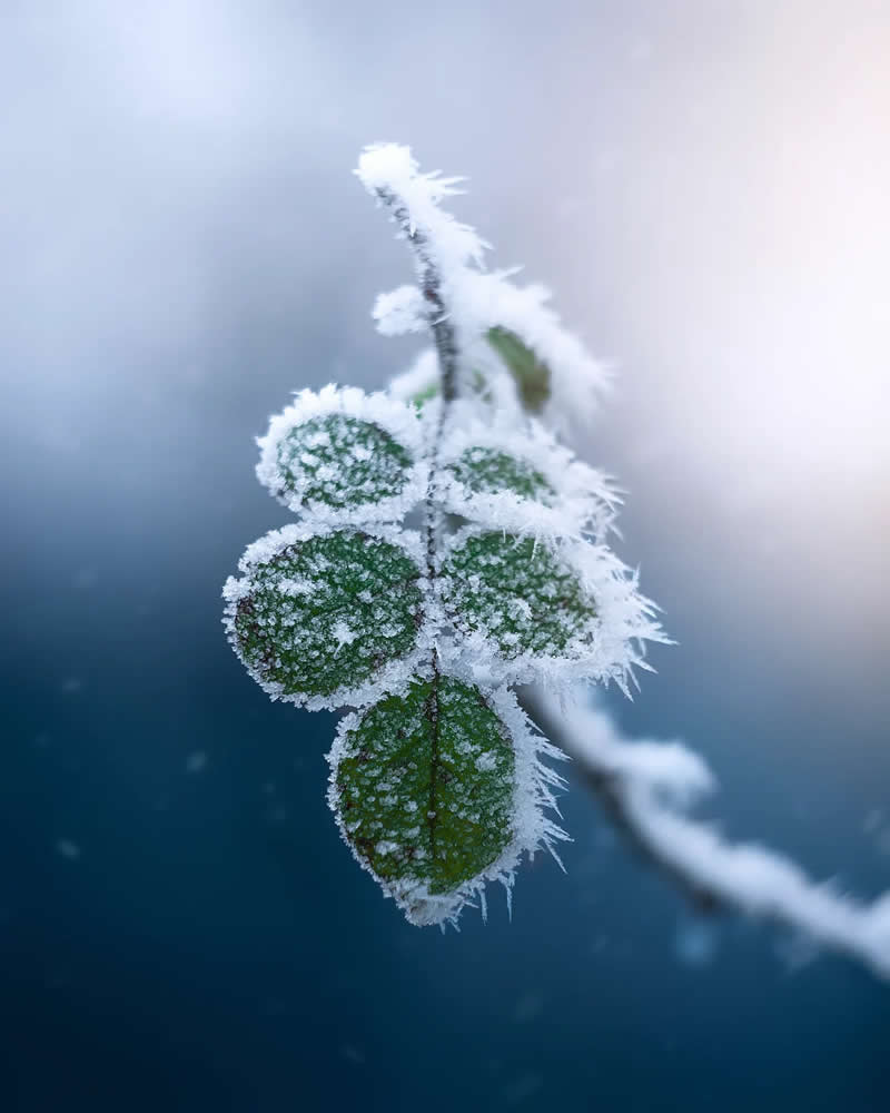 Macro Magic: 30 Ethereal Photos of Flowers and Butterflies by Andrea Duskova 60 Macro photograph of small green leaves covered in delicate frost crystals, clinging to a thin branch against a soft blue blurred background with a cold, serene atmosphere.