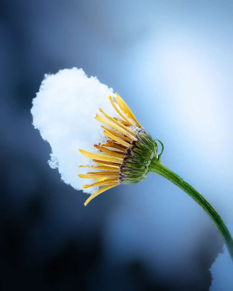 Macro Magic: 30 Ethereal Photos of Flowers and Butterflies by Andrea Duskova 61 Macro photograph of a small yellow flower bending under the weight of a soft clump of snow, set against a cool blue blurred background with a minimal, serene composition.