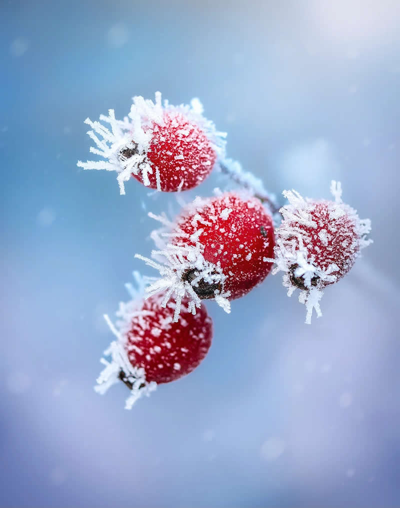 Macro Magic: 30 Ethereal Photos of Flowers and Butterflies by Andrea Duskova 62 Macro photograph of bright red berries coated in delicate frost crystals, set against a soft, pale blue blurred background with a cold, dreamy atmosphere.