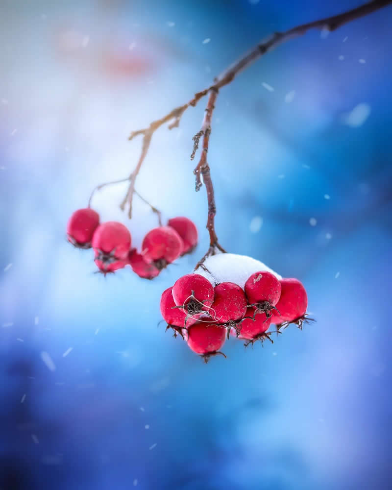 Macro Magic: 30 Ethereal Photos of Flowers and Butterflies by Andrea Duskova 36 Macro photograph of bright red berries dusted with snow on a delicate branch, set against a soft blue bokeh background with gentle falling snowflakes.