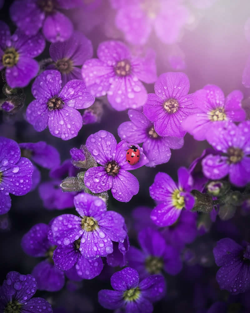 Macro Magic: 30 Ethereal Photos of Flowers and Butterflies by Andrea Duskova 37 Macro image of a small red ladybug resting on vibrant purple flowers covered in water droplets, with a soft, dreamy bokeh background and gentle light.