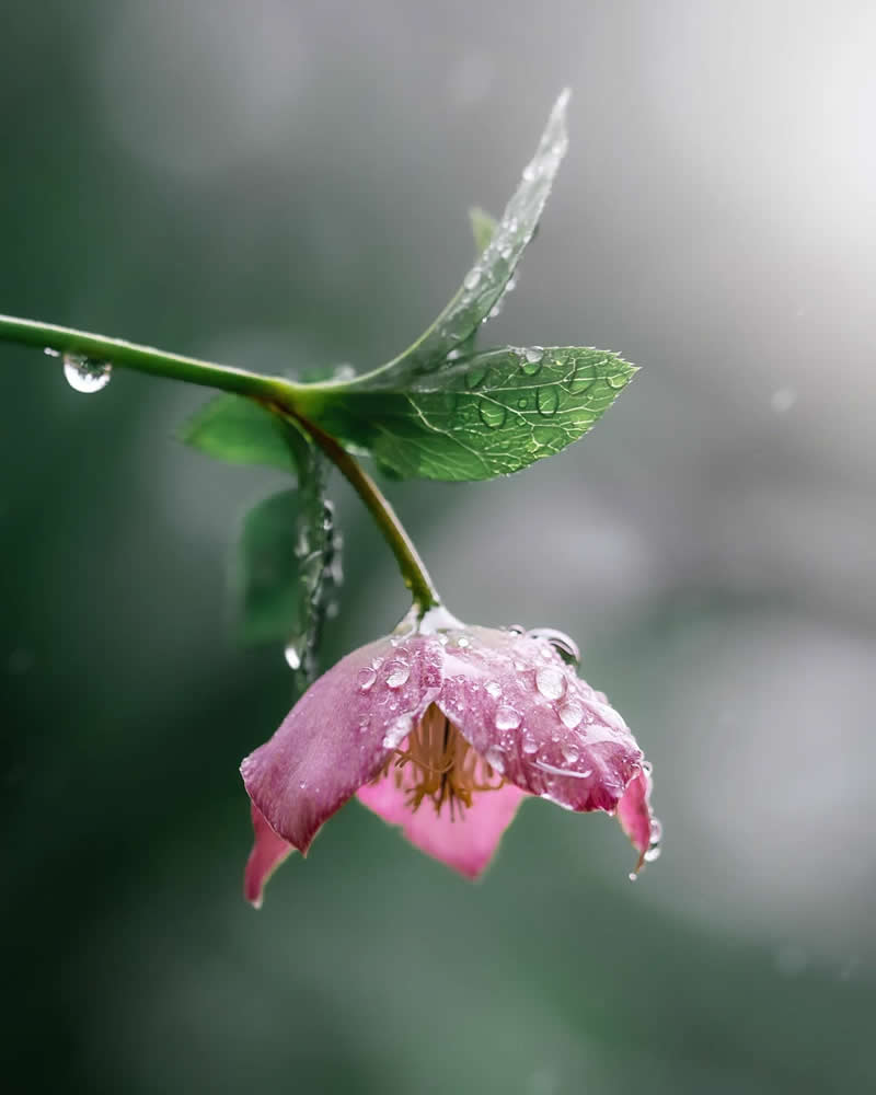 Macro Magic: 30 Ethereal Photos of Flowers and Butterflies by Andrea Duskova 38 Macro photograph of a delicate pink flower hanging downward, covered in raindrops, with a green leaf above and a soft, blurred background creating a calm, moody atmosphere.