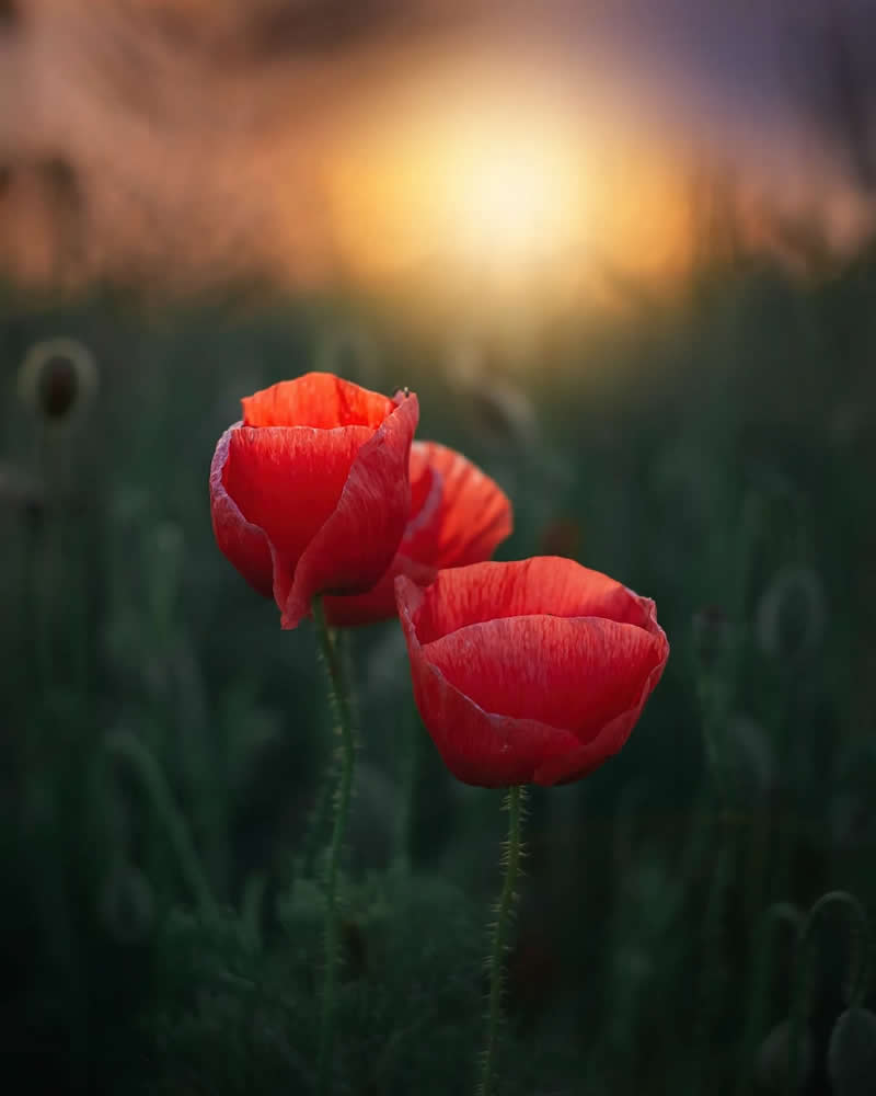 Macro Magic: 30 Ethereal Photos of Flowers and Butterflies by Andrea Duskova 39 Macro image of two red poppy flowers standing in a field, softly lit by a warm sunset in the background with a dreamy, blurred bokeh effect.