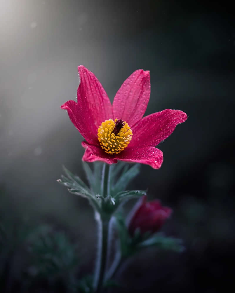 Macro Magic: 30 Ethereal Photos of Flowers and Butterflies by Andrea Duskova 40 Macro photograph of a single red flower with a bright yellow center, softly lit against a dark, blurred background with gentle bokeh and a moody, atmospheric feel.