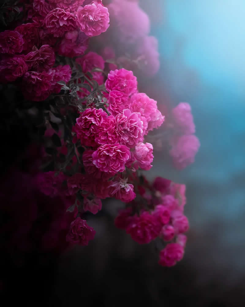 Macro Magic: 30 Ethereal Photos of Flowers and Butterflies by Andrea Duskova 41 Macro photograph of clusters of soft pink roses cascading along a branch, fading into a dreamy blue-toned background with gentle light and smooth bokeh.