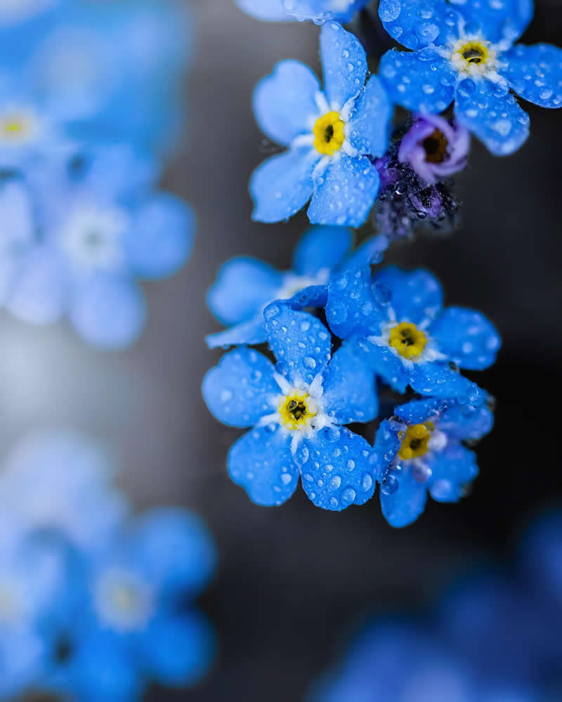 Macro Magic: 30 Ethereal Photos of Flowers and Butterflies by Andrea Duskova 42 Macro photograph of delicate blue flowers with yellow centers covered in water droplets, set against a soft, blurred background with dreamy bokeh and cool tones.