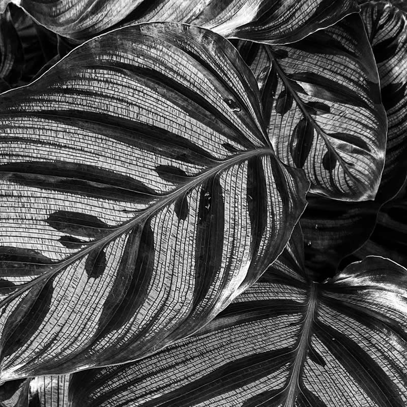 Leafscape by Shelley Benjamin - Mobile Photography Awards Winners