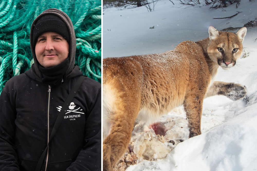 Jeff Wirth remote camera trap photography of a mountain lion in the American wilderness, expert ecological storytelling 2026.