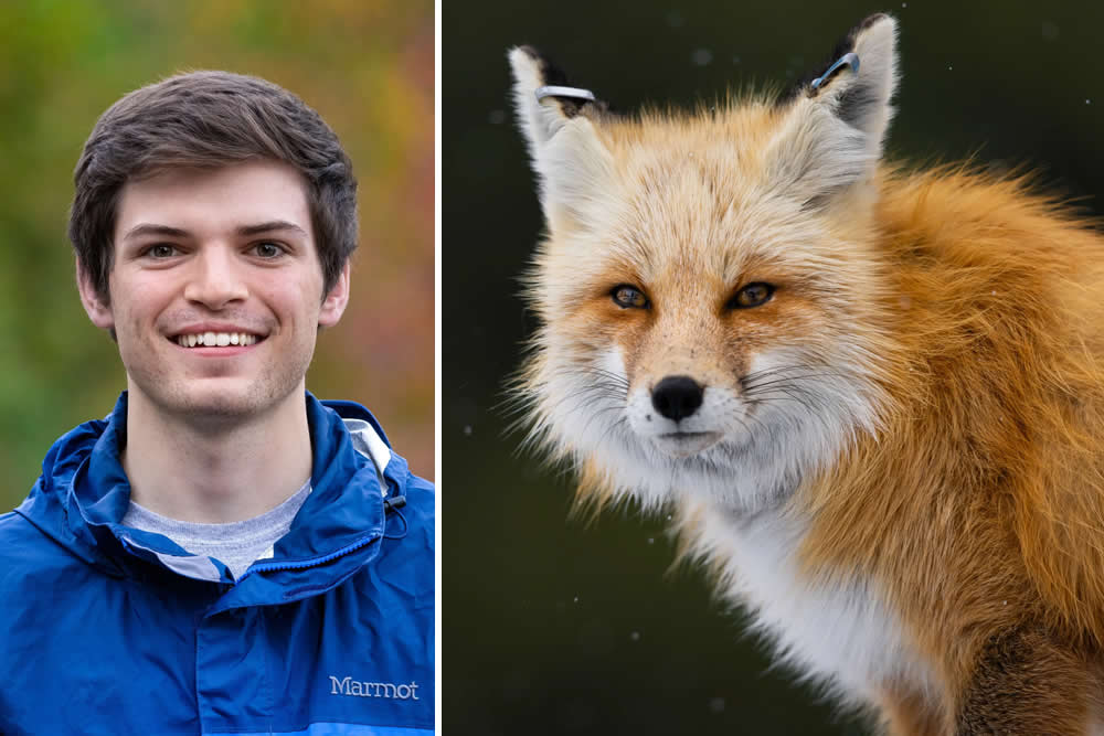 Evan Watts dynamic wildlife photography and cinematography in Yellowstone National Park, 2026 American nature influencer.