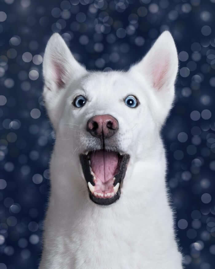A Smile That Lights Up the Night - Heartwarming Dog Portraits by Elke Vogelsang