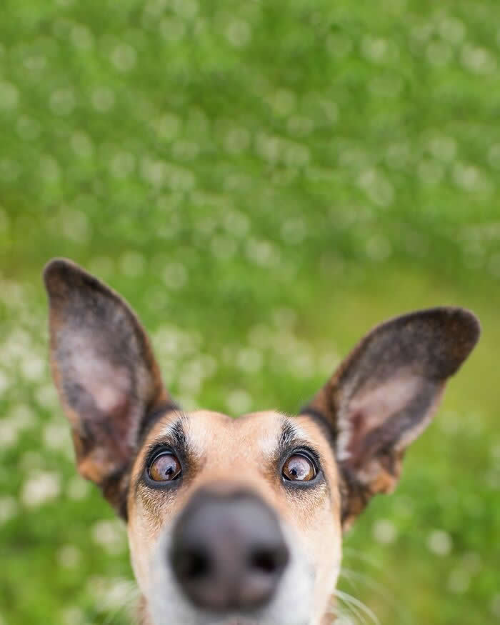 Up Close with a Curious Little Soul - Heartwarming Dog Portraits by Elke Vogelsang