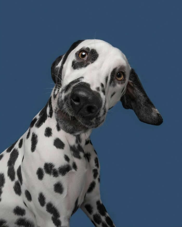 A Head Tilt Full of Playful Curiosity - Heartwarming Dog Portraits by Elke Vogelsang