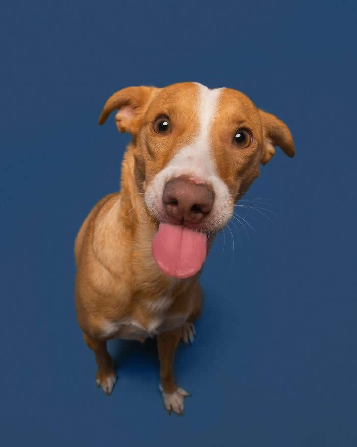 A Silly Smile That Says ‘Let’s Play! - Heartwarming Dog Portraits by Elke Vogelsang