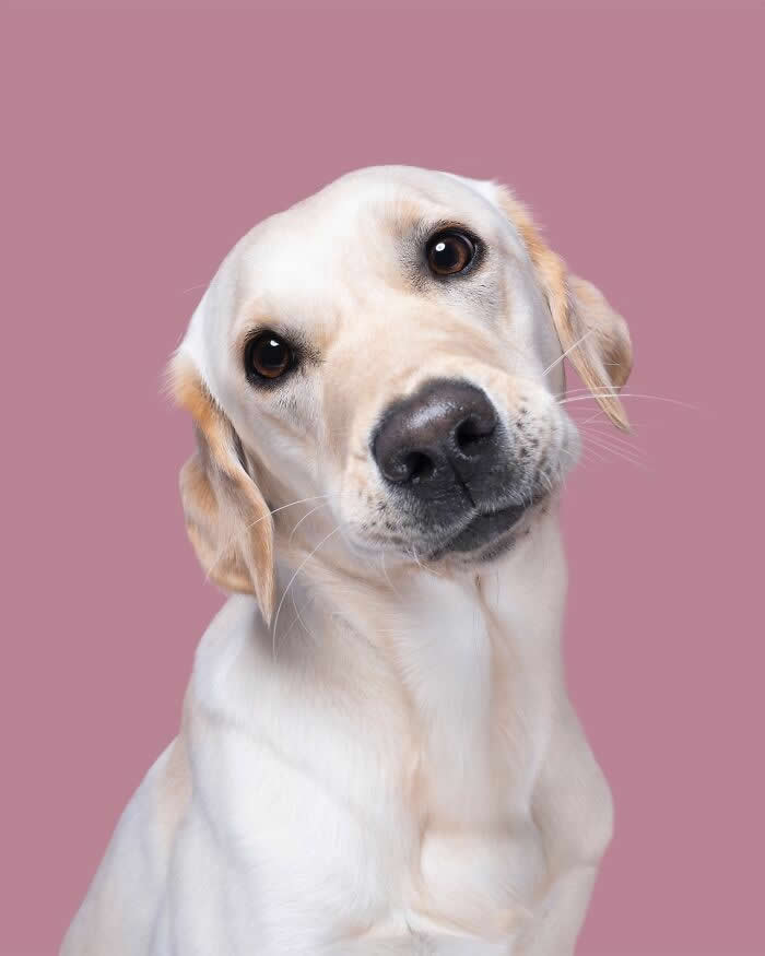 The Curious Tilt of a Gentle Heart - Heartwarming Dog Portraits by Elke Vogelsang