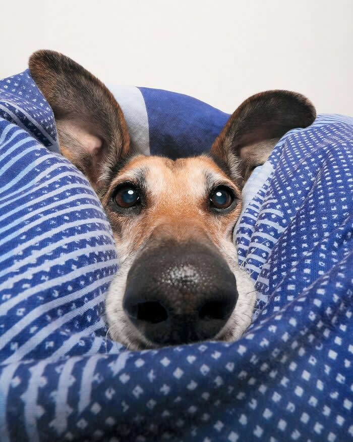 Snuggled Up in My Cozy Little World - Heartwarming Dog Portraits by Elke Vogelsang