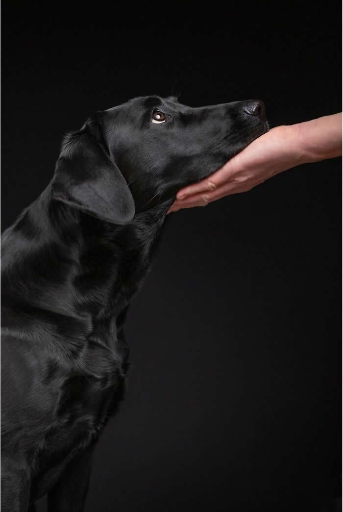 A Gentle Touch, A Trusting Heart - Heartwarming Dog Portraits by Elke Vogelsang
