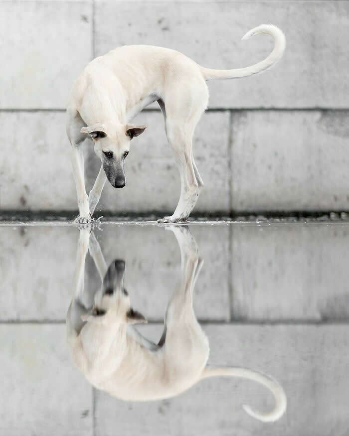 Dancing with My Reflection - Heartwarming Dog Portraits by Elke Vogelsang