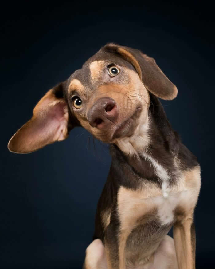 That Adorable ‘What Did You Say?’ Moment - Heartwarming Dog Portraits by Elke Vogelsang