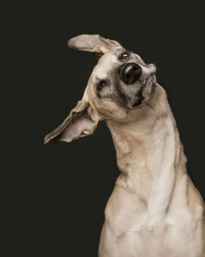 A Playful Twist of Pure Happiness - Heartwarming Dog Portraits by Elke Vogelsang