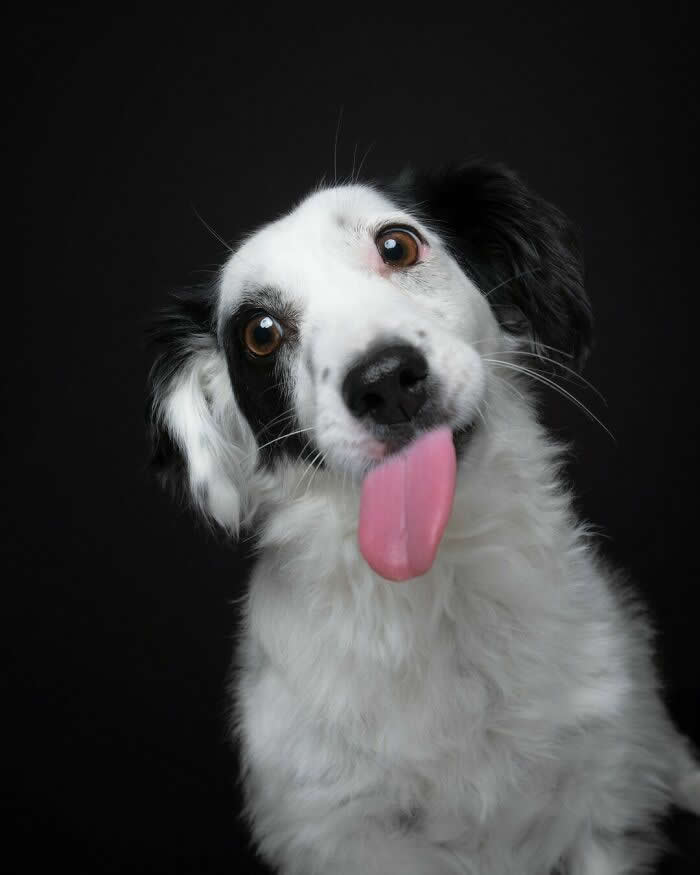 A Silly Tongue and a Heart Full of Joy - Heartwarming Dog Portraits by Elke Vogelsang