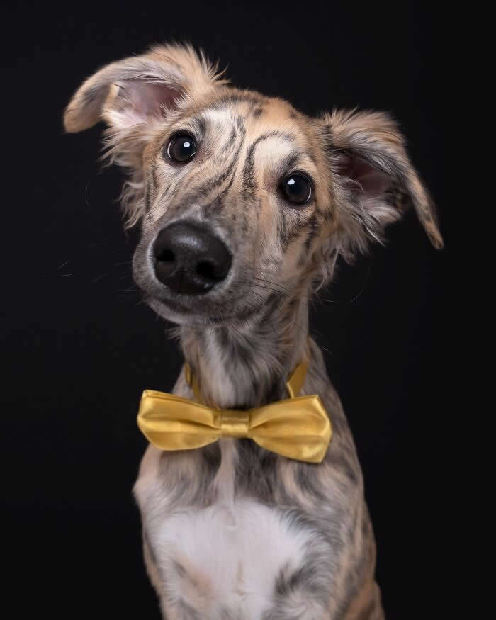 A Gentleman with a Golden Heart - Heartwarming Dog Portraits by Elke Vogelsang