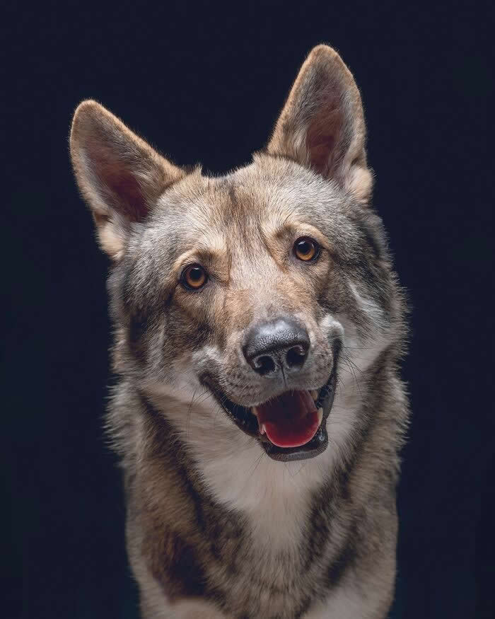 A Smile That Speaks the Language of Love - Heartwarming Dog Portraits by Elke Vogelsang