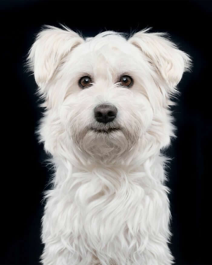 A Little Cloud with a Loyal Heart - Heartwarming Dog Portraits by Elke Vogelsang