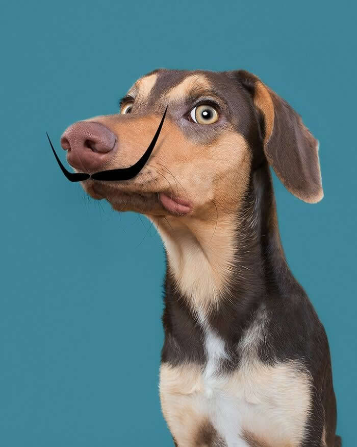 The Dashing Pup with a Playful Mustache - Heartwarming Dog Portraits by Elke Vogelsang