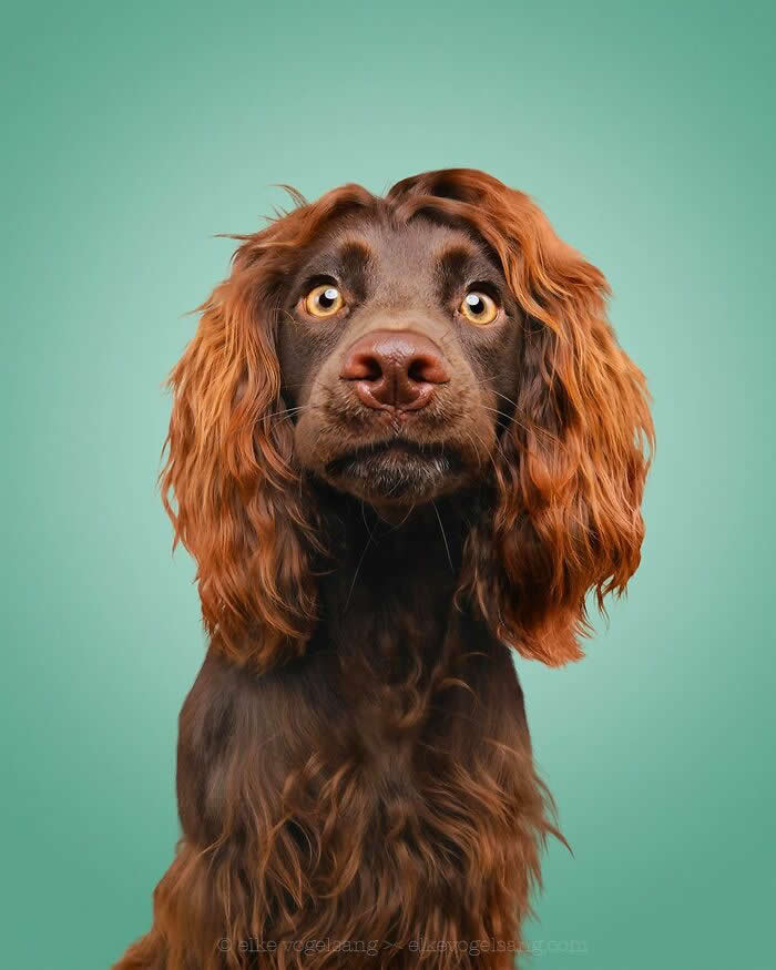 Golden Eyes and a Heart Full of Wonder. - Heartwarming Dog Portraits by Elke Vogelsang