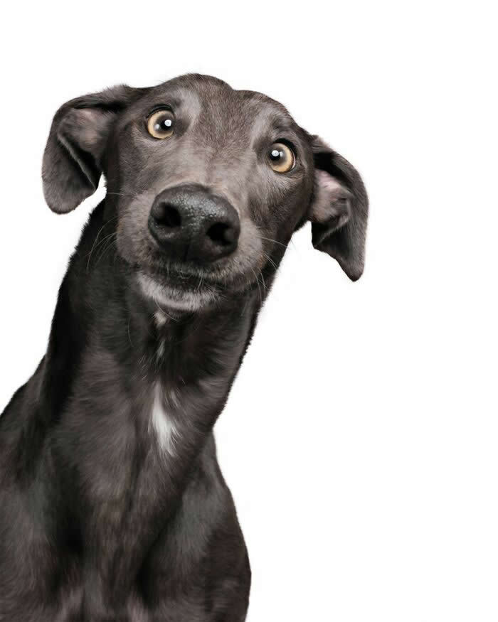 That ‘Did You Call Me?’ Look - Heartwarming Dog Portraits by Elke Vogelsang