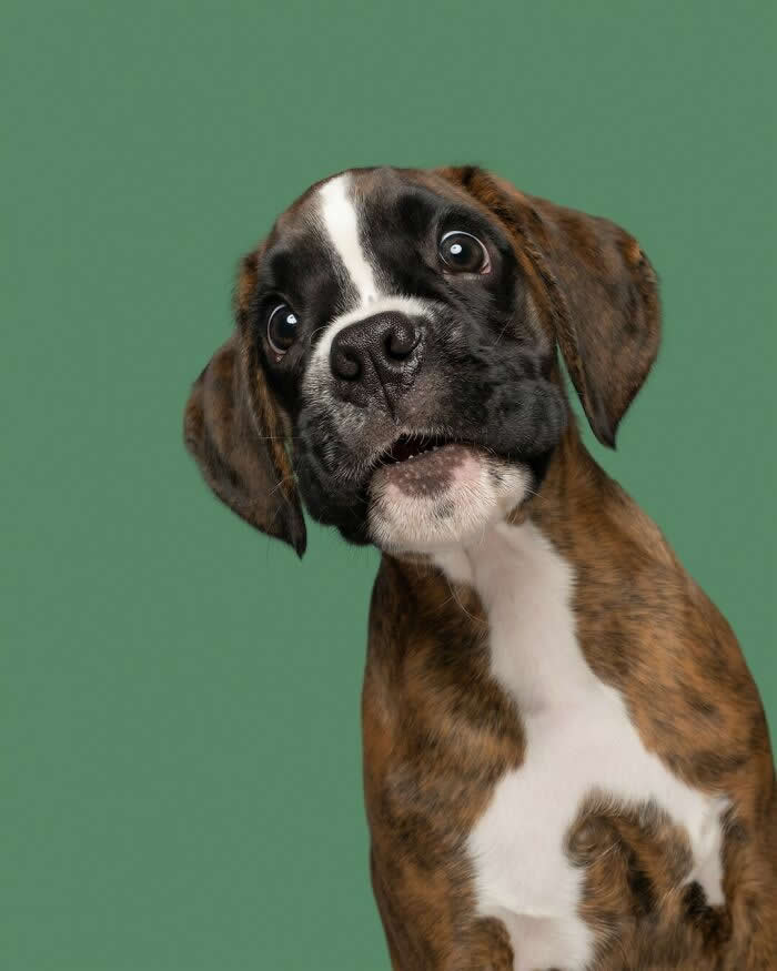 The Sweet Surprise in Those Curious Eyes - Heartwarming Dog Portraits by Elke Vogelsang