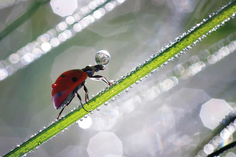 A macro photo of a red ladybug walking on a dew-covered green blade of grass, holding a water droplet against a bright blurred background.