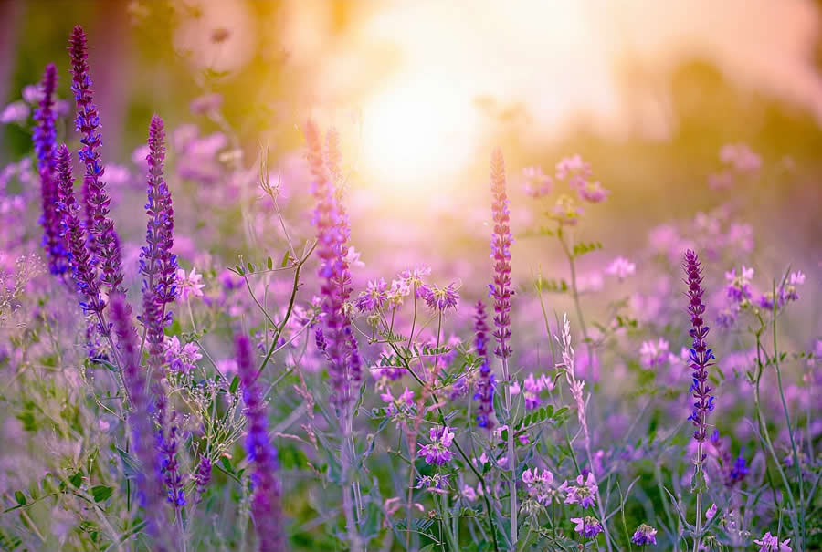 A macro-style photo of purple wildflowers in a field illuminated by warm sunlight, with a soft blurred background and glowing atmosphere.