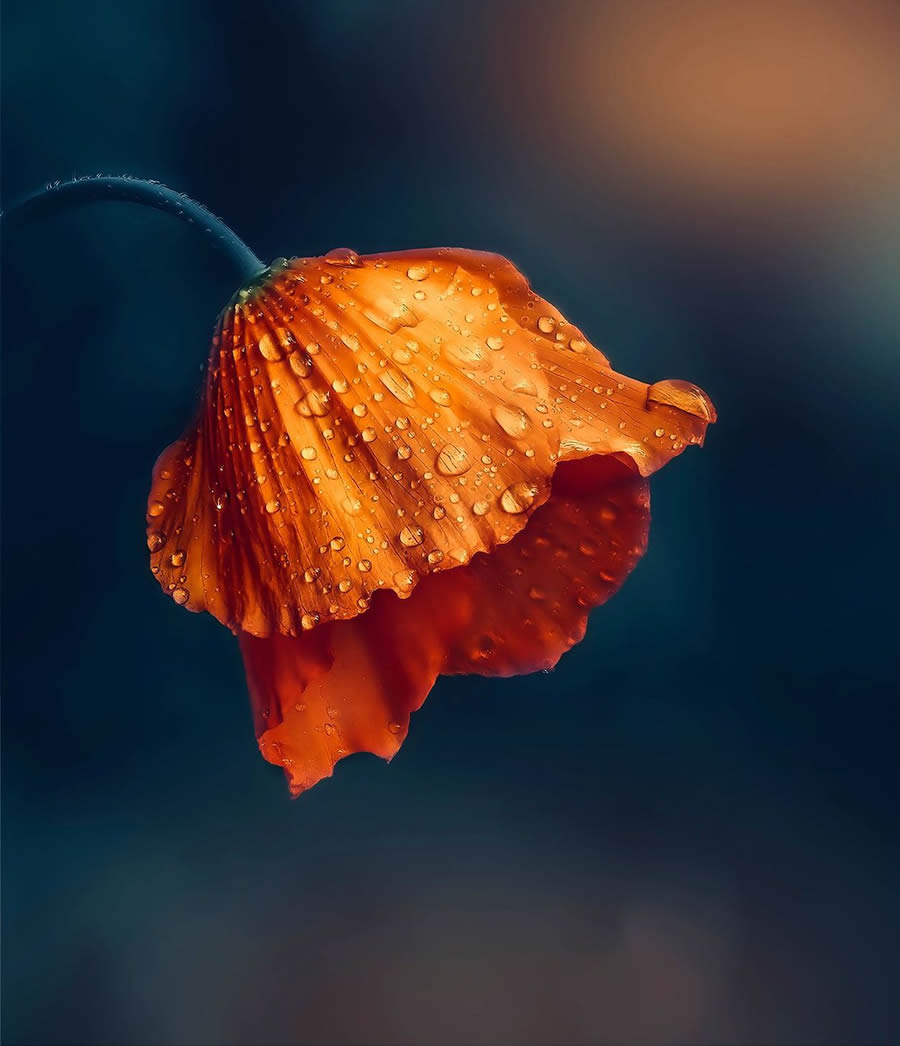 Macro photo of an orange flower bending downward, covered with water droplets, set against a soft, dark, and colorful blurred background.