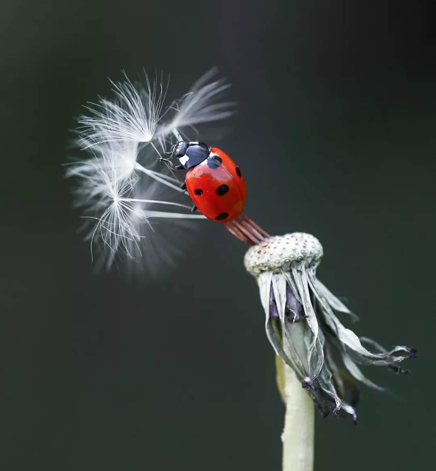 Macro photo of a ladybug perched on dandelion seeds, with fine details and a dark blurred background enhancing its vivid colors.