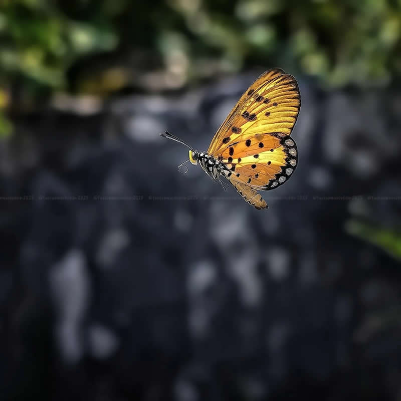 A macro photo of a golden-orange butterfly in flight, wings spread wide, set against a dark blurred natural background.