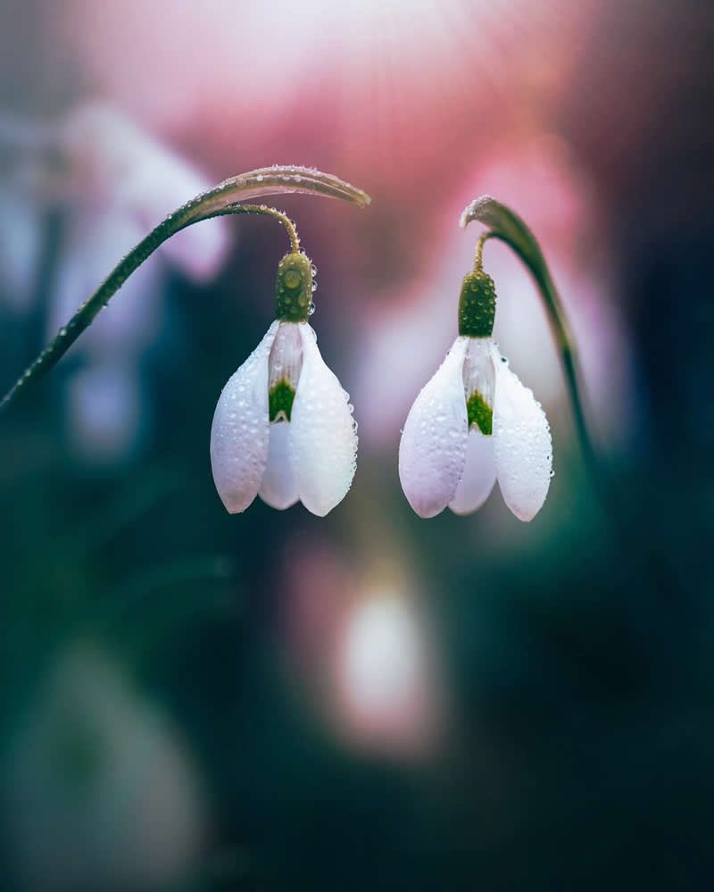 A macro photo of two white snowdrop flowers with dewdrops, hanging from curved stems against a soft blurred colorful background.