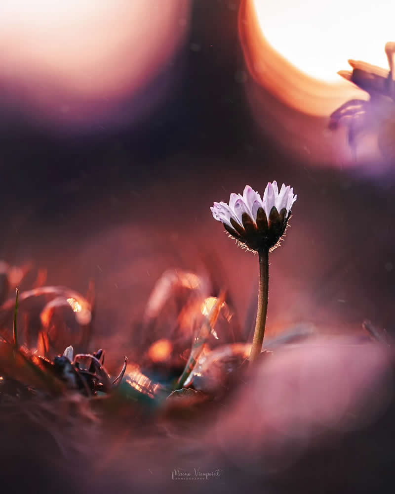 A macro photo of a small white flower illuminated by warm light with soft blurred background and glowing bokeh effects.