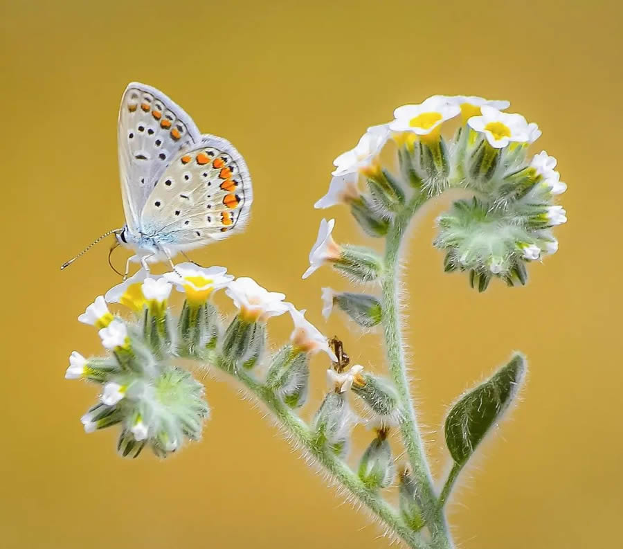 A macro photo of a small butterfly perched on white flowers, with intricate wing patterns set against a bright yellow background.
