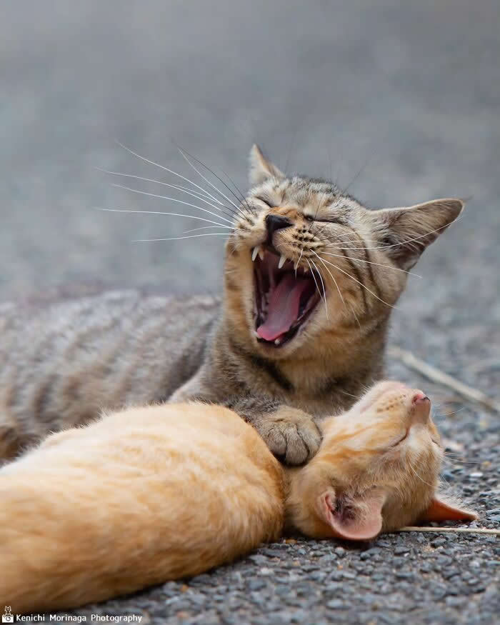 A tabby cat yawning widely with mouth open like roaring, while another orange cat lies relaxed beneath it on a gravel surface.