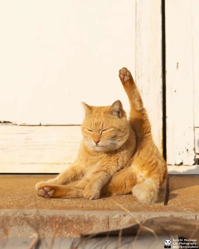 An orange cat sitting on a doorstep, lifting one hind leg straight up in the air while appearing relaxed, as if doing a stretching or yoga pose.