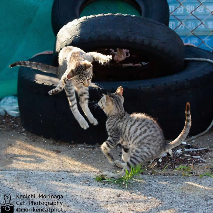 Two kittens play-fighting near stacked tires, one jumping mid-air toward the other while the second cat stands ready, creating a dynamic action moment.