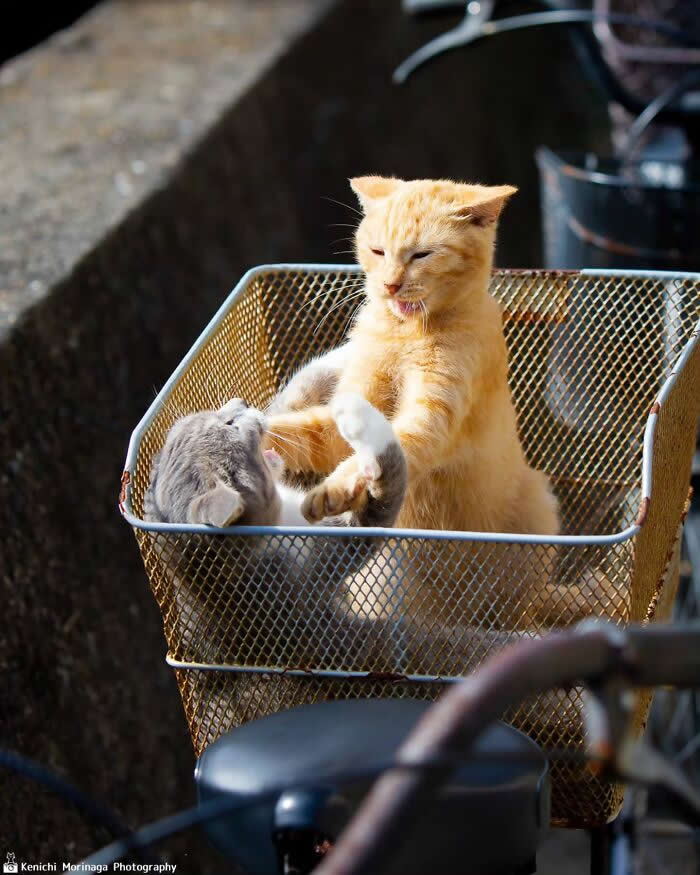 Two cats inside a bicycle basket play-fighting, one sitting upright while the other lies on its back, creating a funny and chaotic scene.