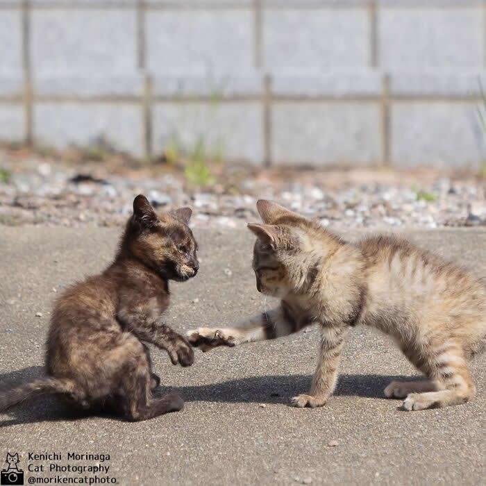 Two small kittens facing each other on a pavement, touching paws as if shaking hands or play-fighting gently in a cute and balanced moment.